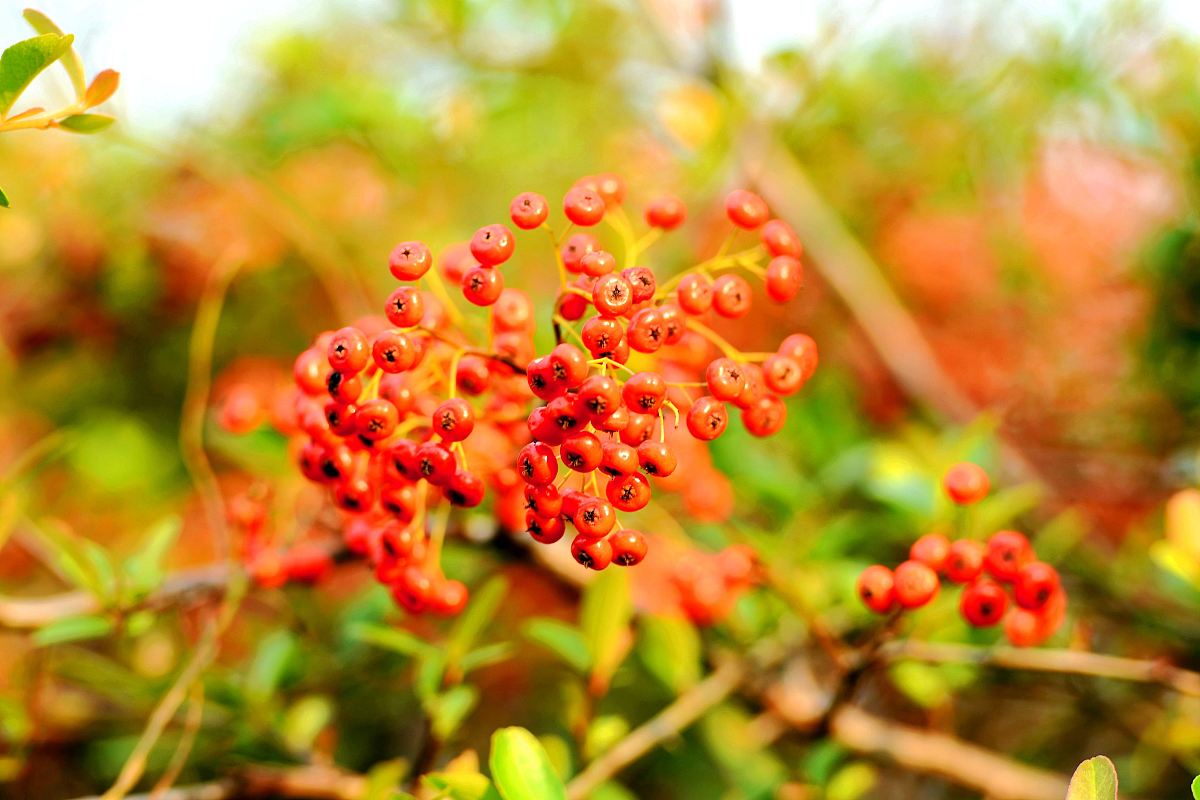 鼎鑫沙棘果片质量：产地和品牌哪个重要？