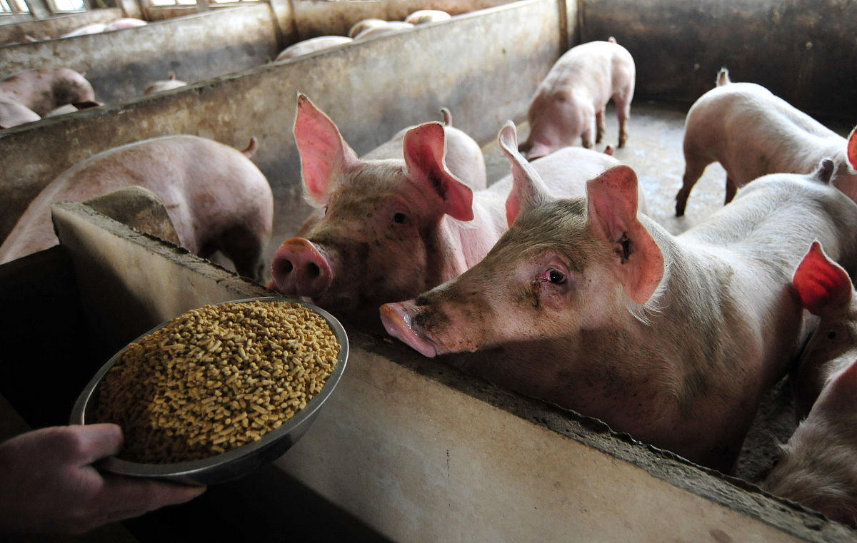 延安市生猪养殖业发展投入现状分析 (2018-2022)