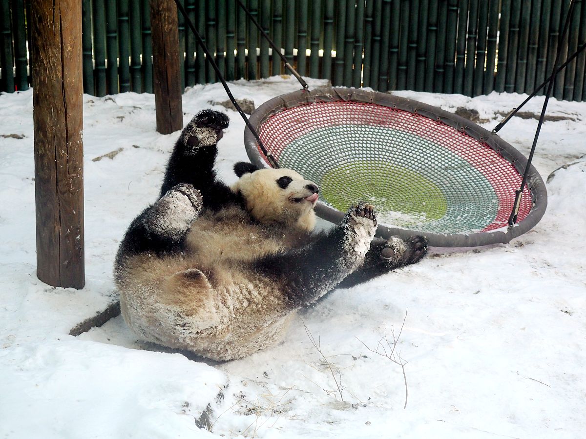一年级去动物园看图写话