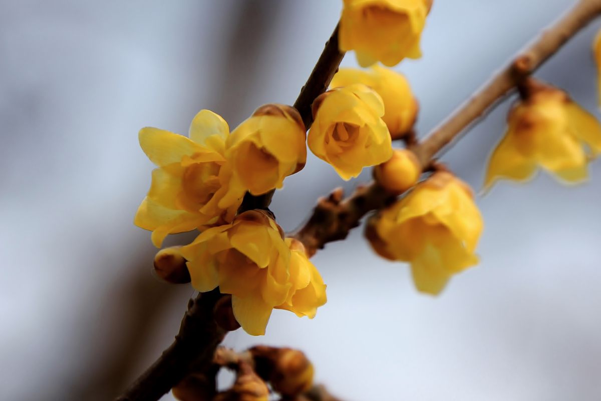 三年级作文描写菊花形状