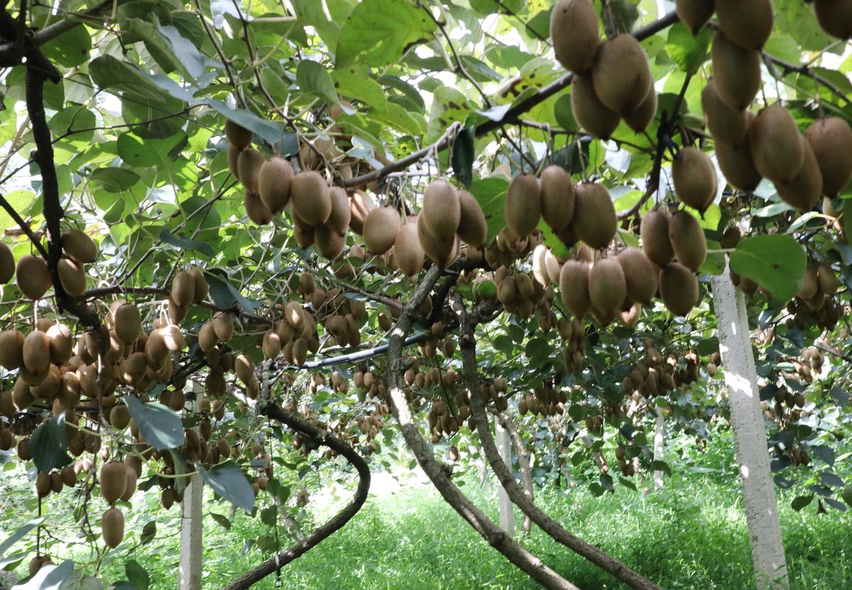 猕猴桃产业研究综述：种植、品种、营养与加工