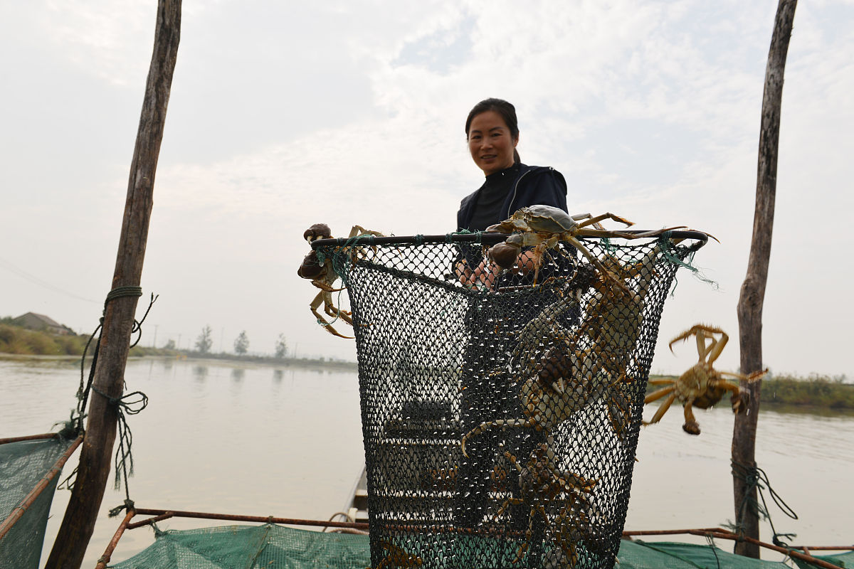 种蟹挂笼观摩会成功举办，助力大闸蟹养殖业发展