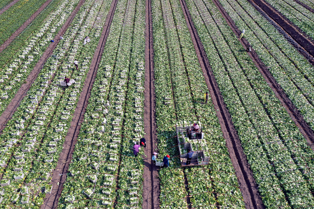 新型农业经营主体类型及特点 - 家庭农场、合作社、农业企业等