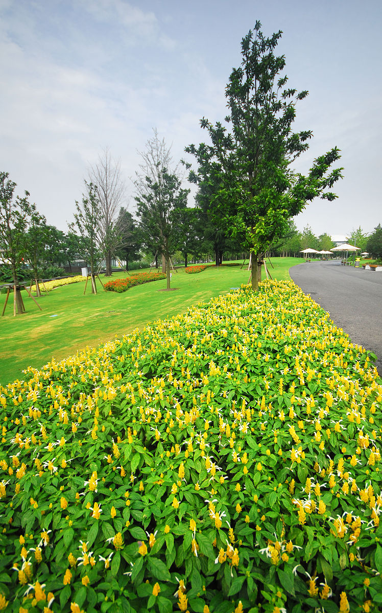 花青素和花色苷颜色深浅比较：哪种更深？