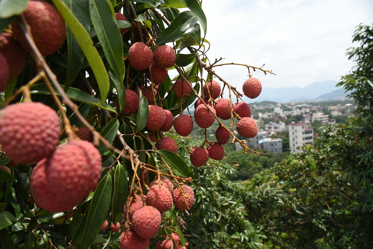 茂名荔枝产业规模