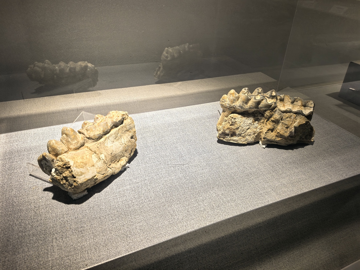 沈阳师范大学古生物学专业怎么样