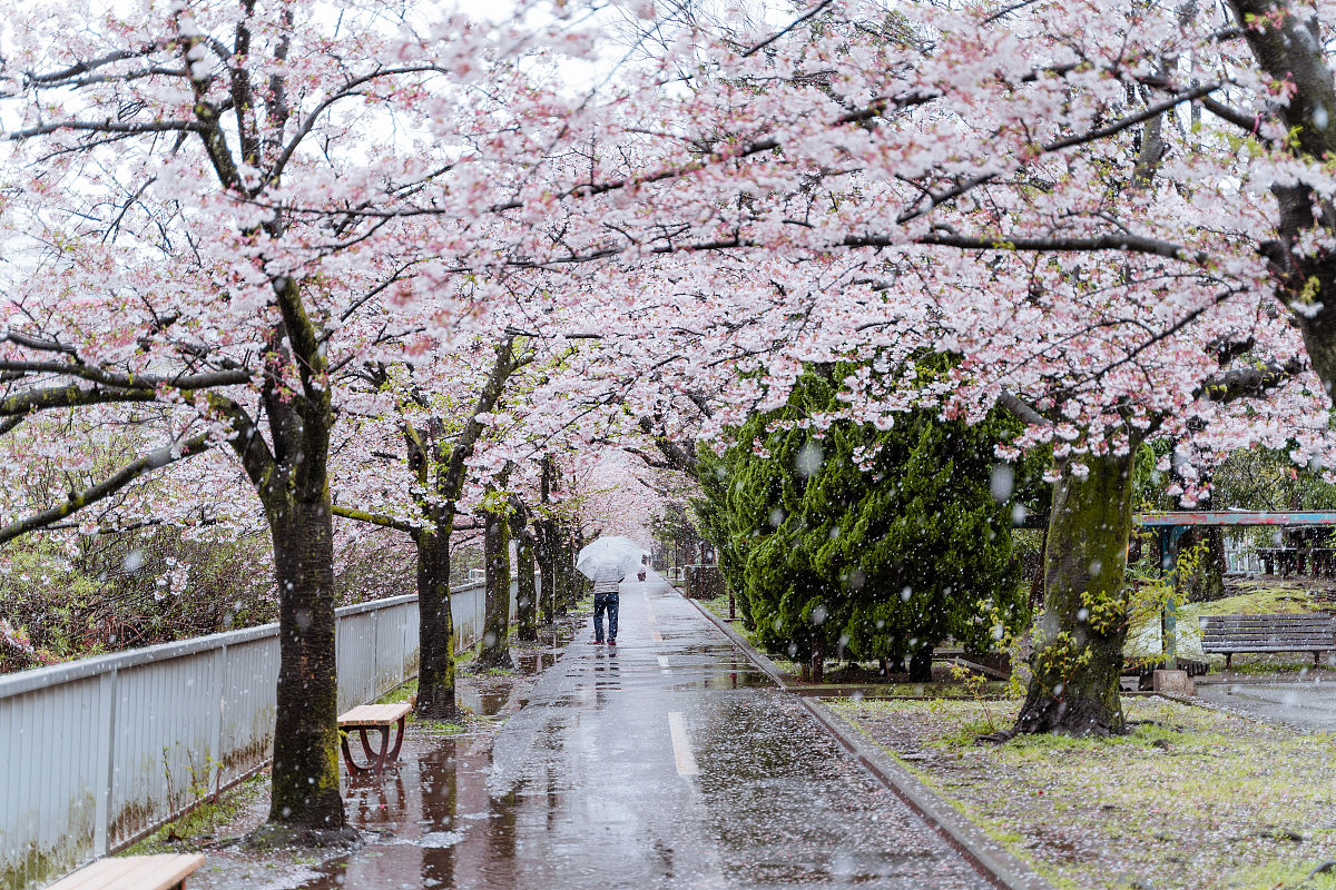 当地时间2020年3月29日,受气候影响,日本东京降下大雪.时值樱花盛开之