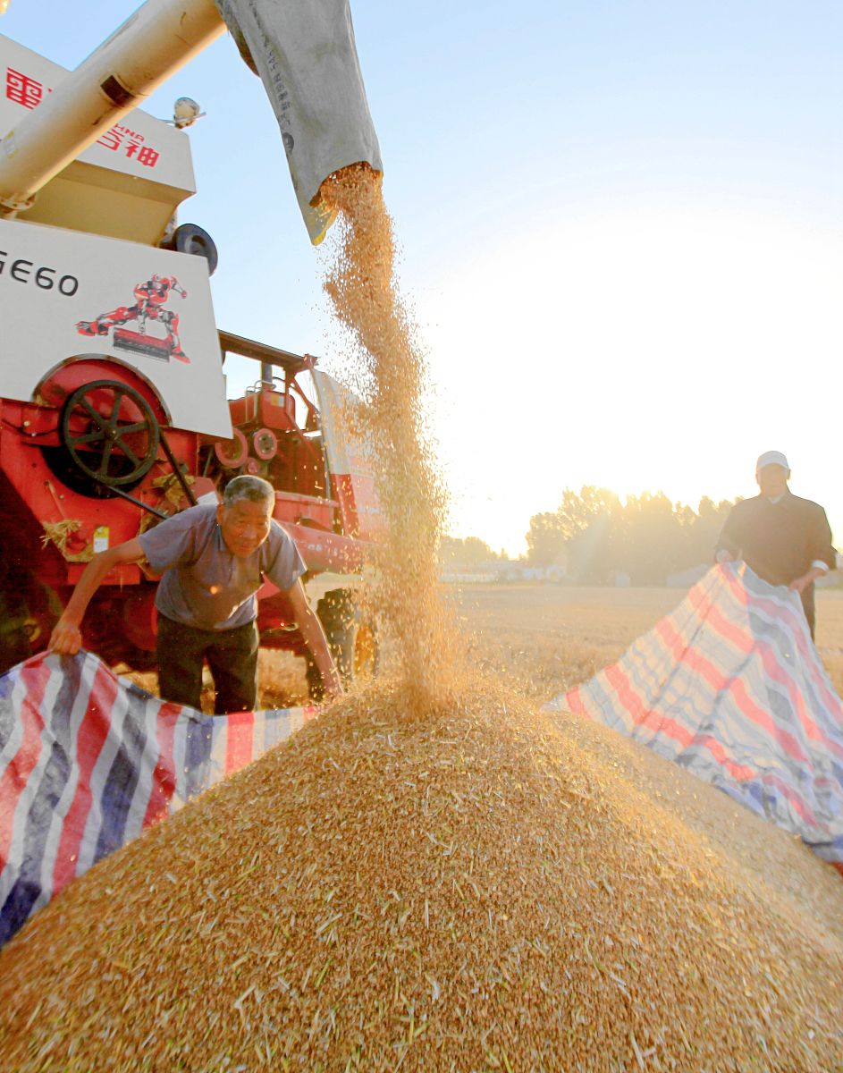 新疆维吾尔自治区粮食安全责任制：确保粮食生产稳定发展和供求平衡
