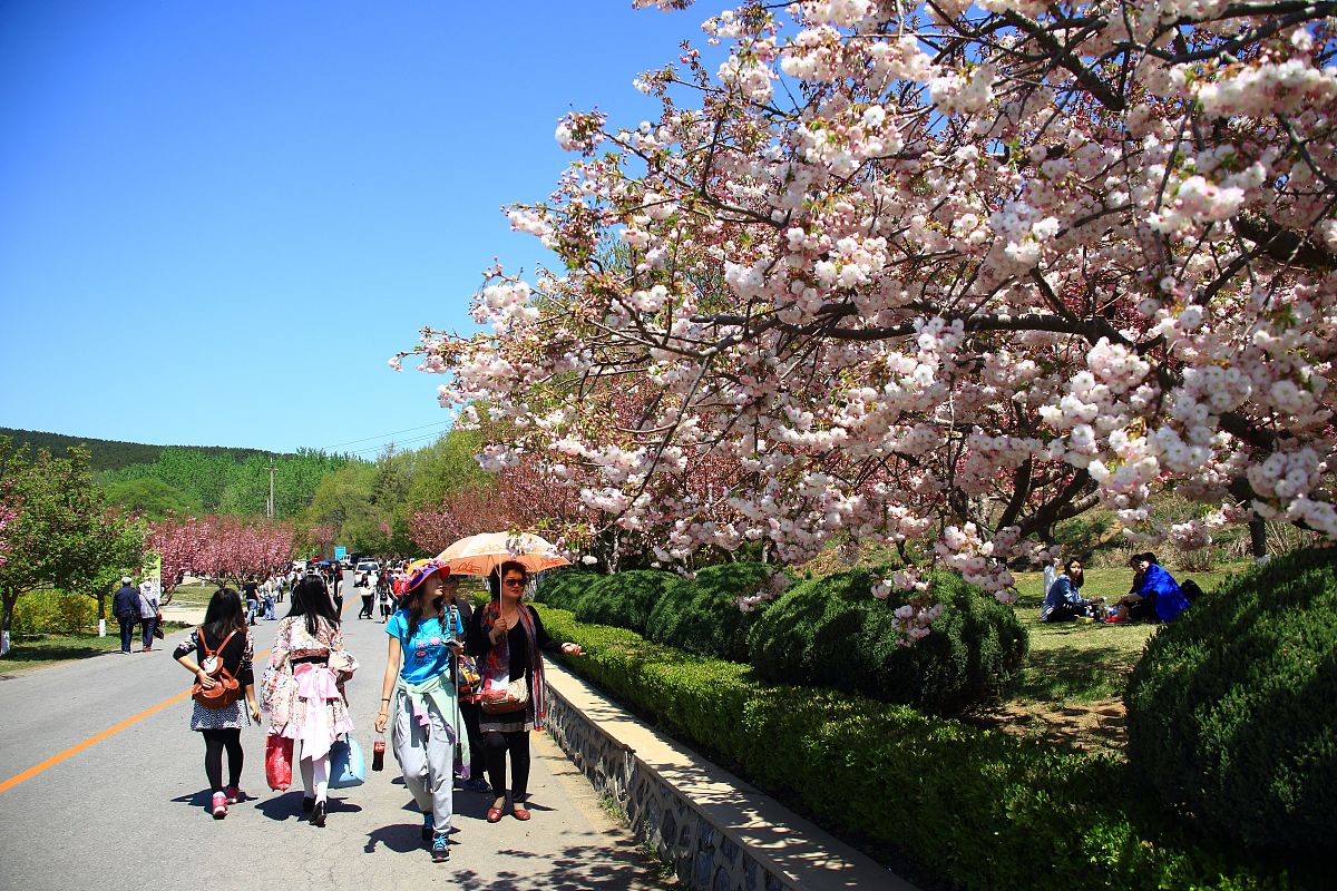 大连旅顺203樱花园一日游文案