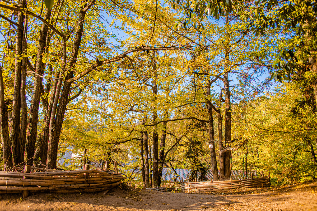 温岭哪里有单株的大银杏树呢 用300字描述