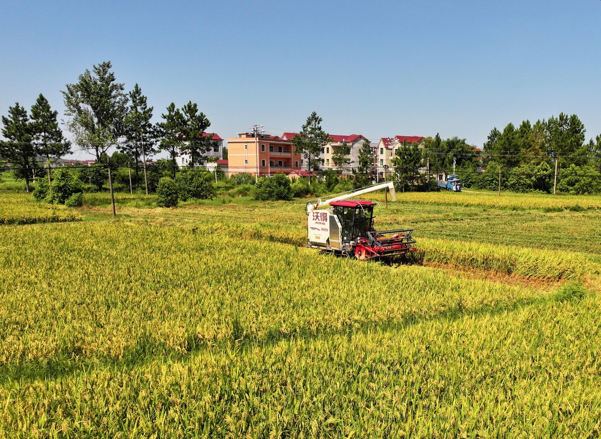 吉林丰收直播的串场词