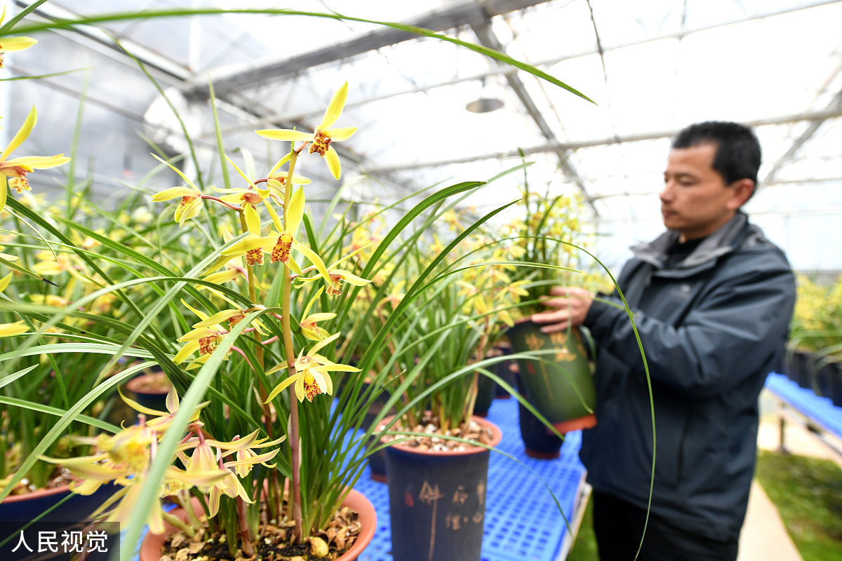 兰花产业基地建设项目建设的必要性2000字