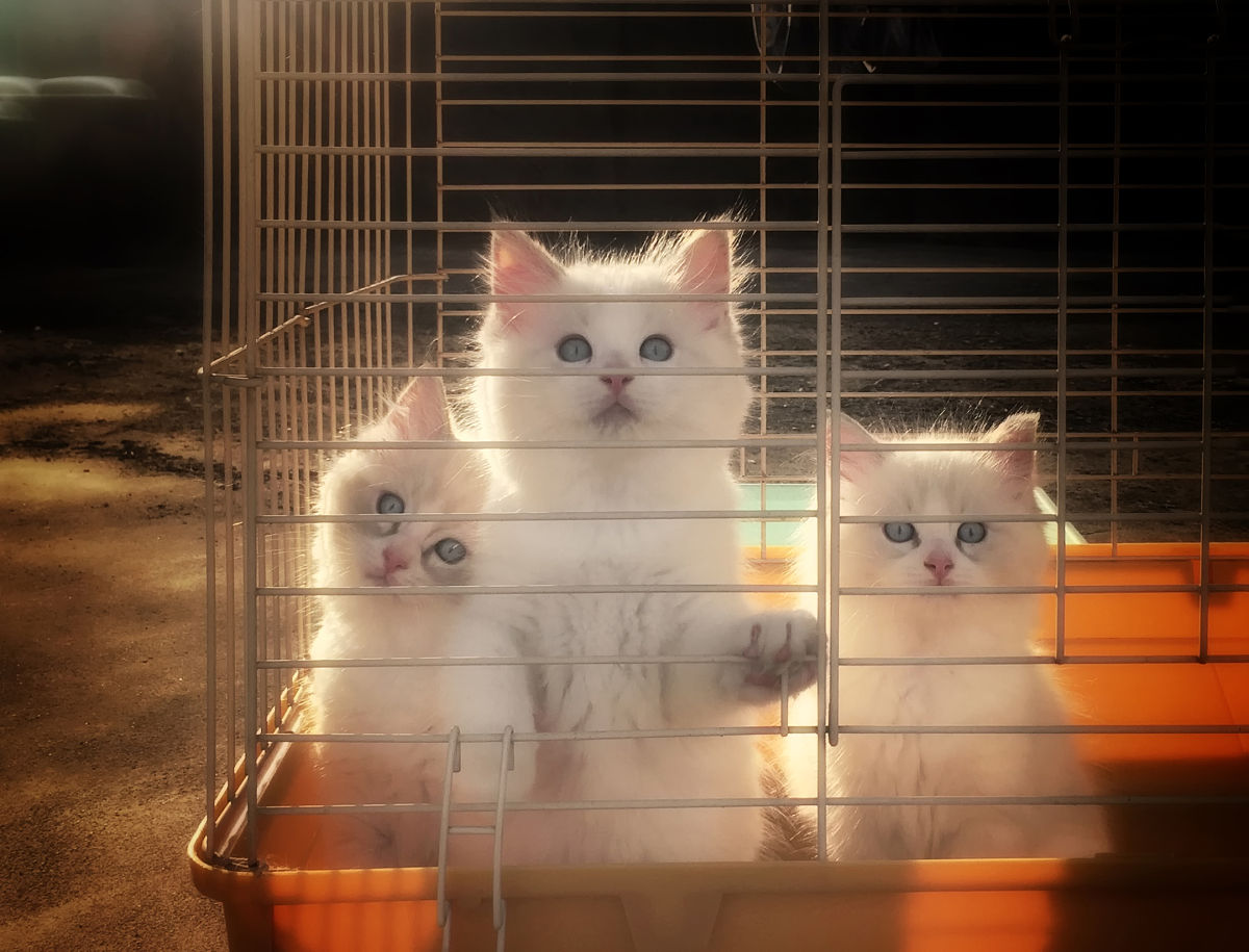 五只猫的铲屎官？解锁吸猫新姿势，带你走进猫语驿站！