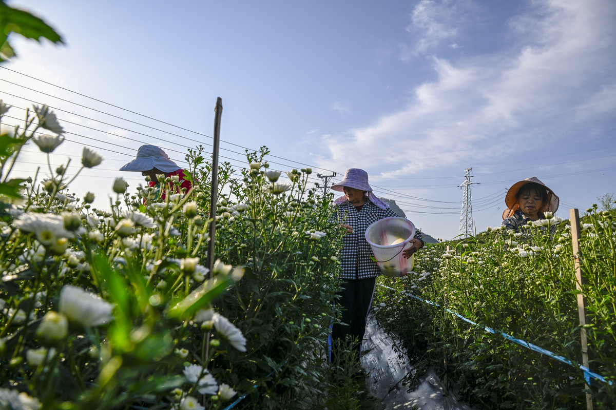 招聘棉花采摘工人 - 经验丰富者优先