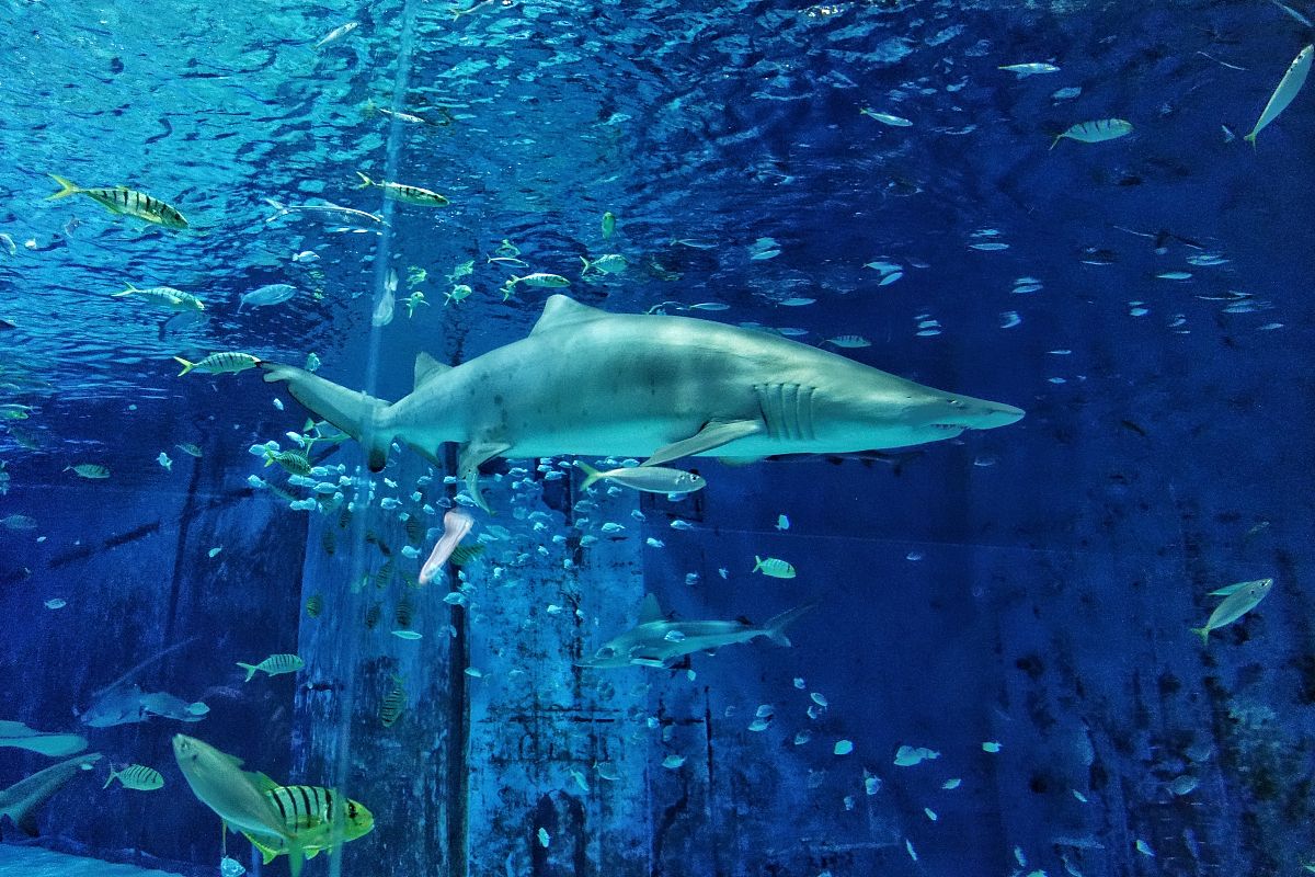 青岛海运职业学校3+2大专2023年有哪些专业