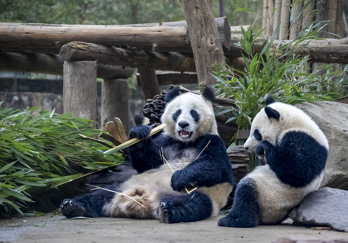 熊猫丫丫为什么