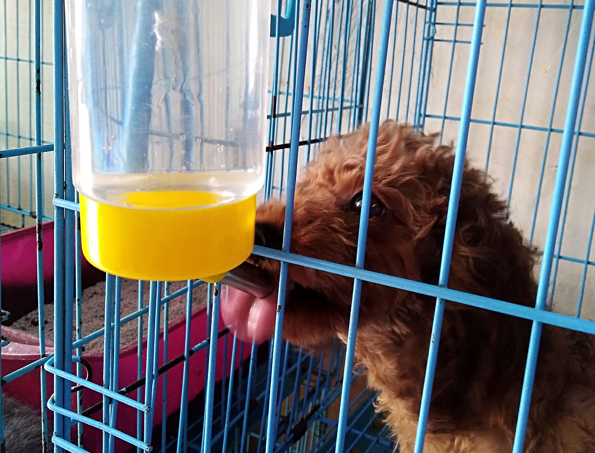 请写宠物寄养与喂养对生物学的作用的市场调研