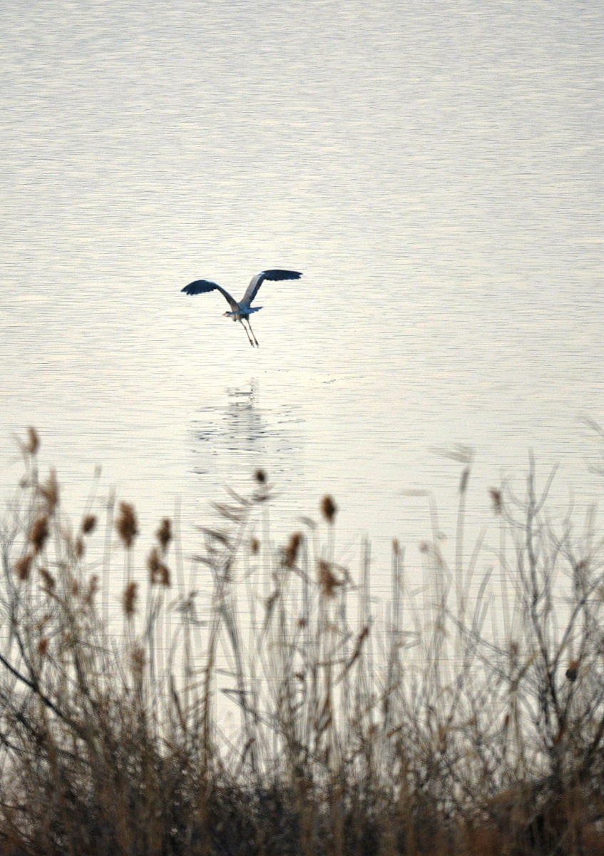 都市喧嚣中的宁静：孤鹭、落霞与心灵的共鸣