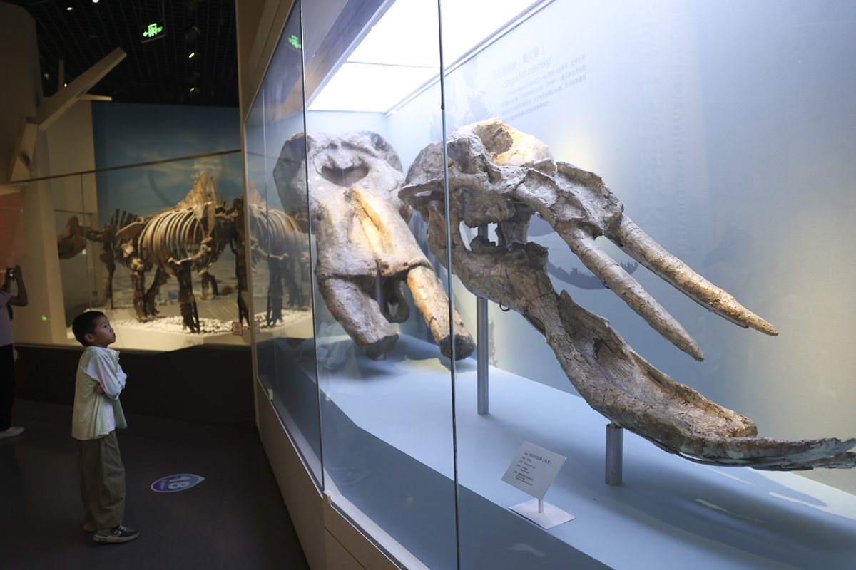 探秘史前巨兽，漫游生命海洋：北京自然博物馆观后感