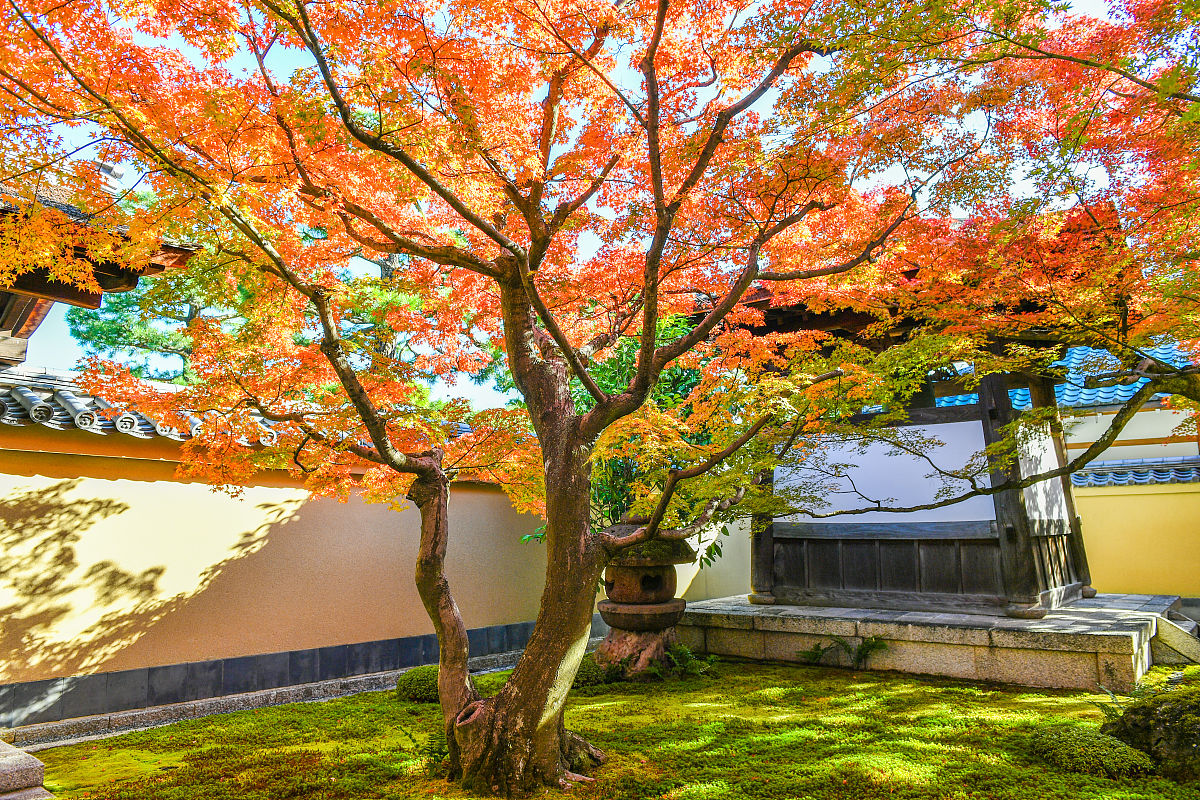 宁波大学日语专业怎么样？学习日语专业到底能学到什么？