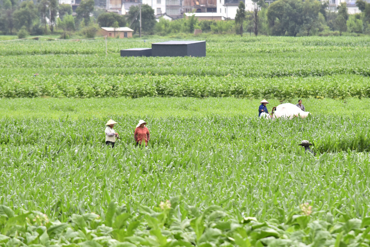 中草药种植好不好就业用发散性