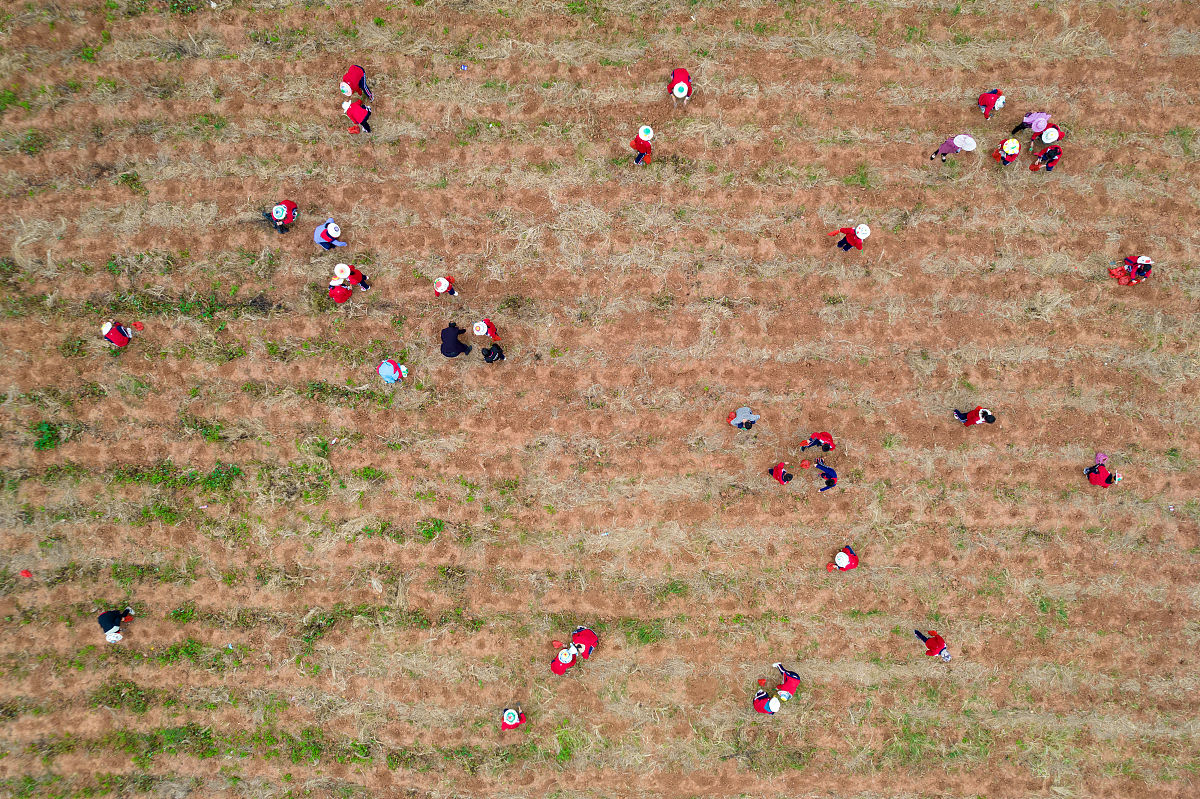 请设计一个探究气候对人类农业生产影响的小学五年级课外实践课题组长陈彦桥、组员韩双冰、余佳锌、吴成峻请写出活动过程和课题报告