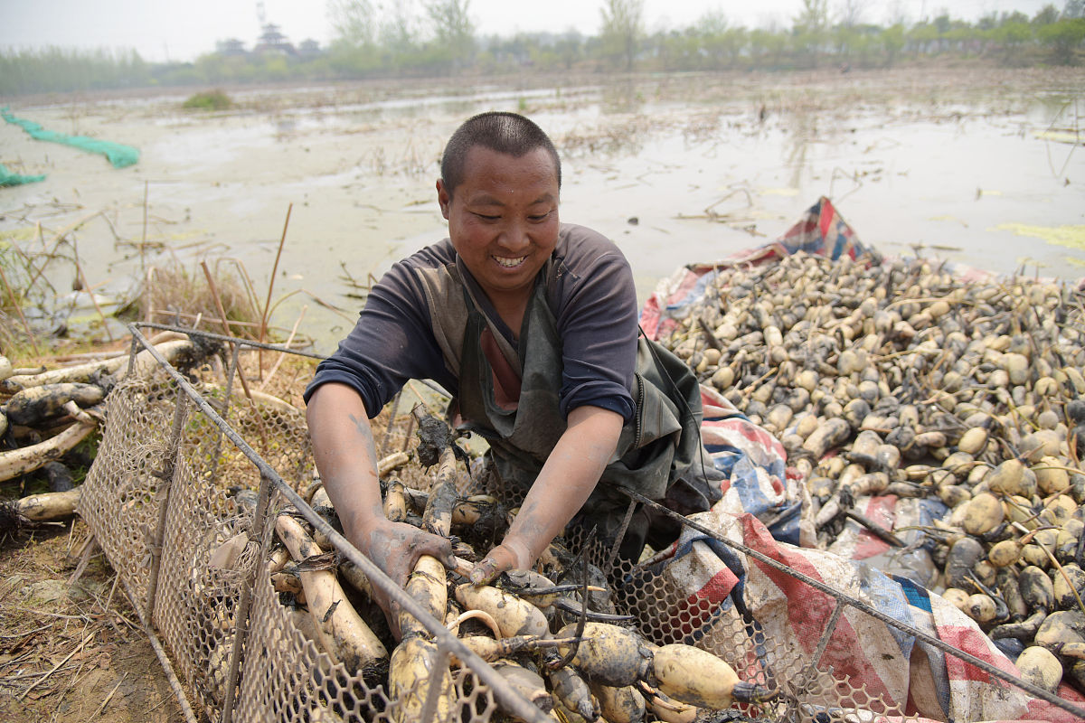 村民土地转包后征收费合法吗？县政府征收土地的合法性解析