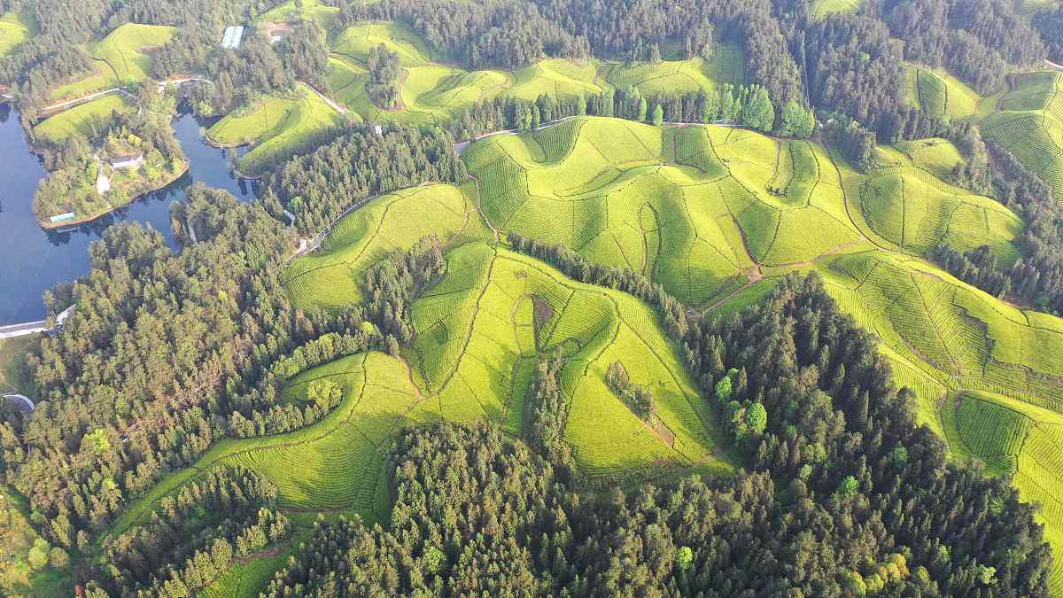 2021年4月28日,湖北恩施,航拍鹤峰县走马镇杨柳池景观茶园.