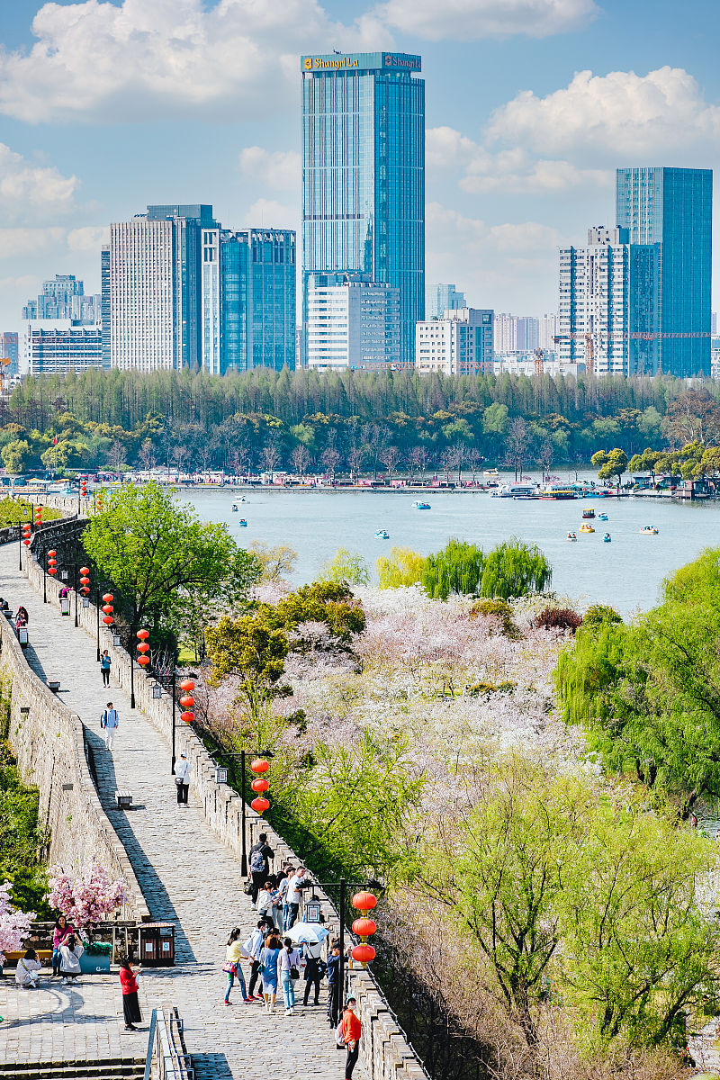 2021年3月26日,春日的南京城墙,绿树樱花,很<strong>好看</strong>,尤其是玄武湖一段的