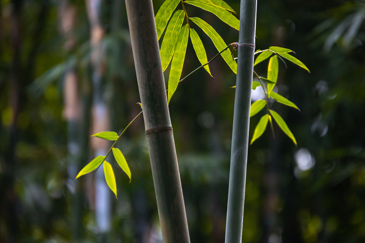 竹叶轻摇迎佳节，节日气氛日渐浓