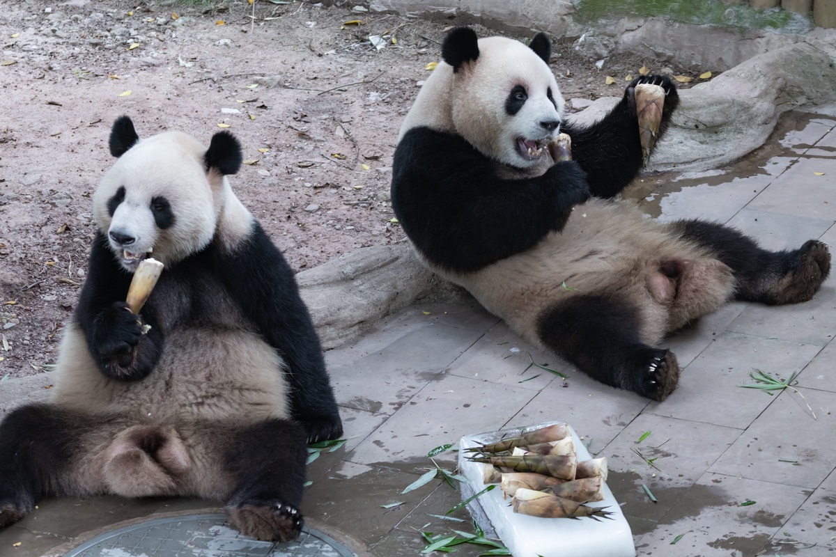 请提供广州动物园游玩路线