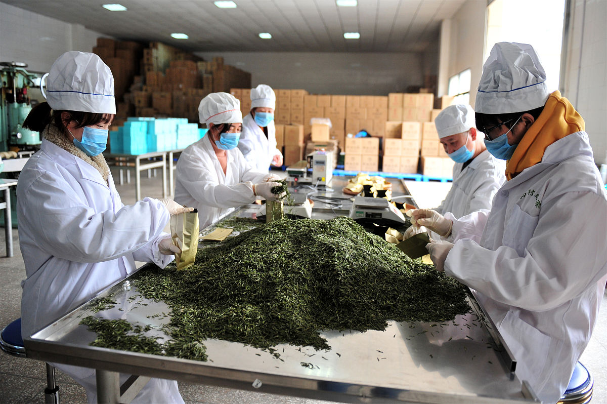 茶叶生产与加工专业就业方向用