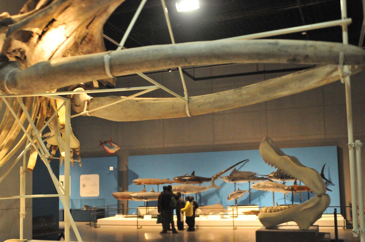 浙江海洋文化馆: 国内首个地域性海洋文明主题展览