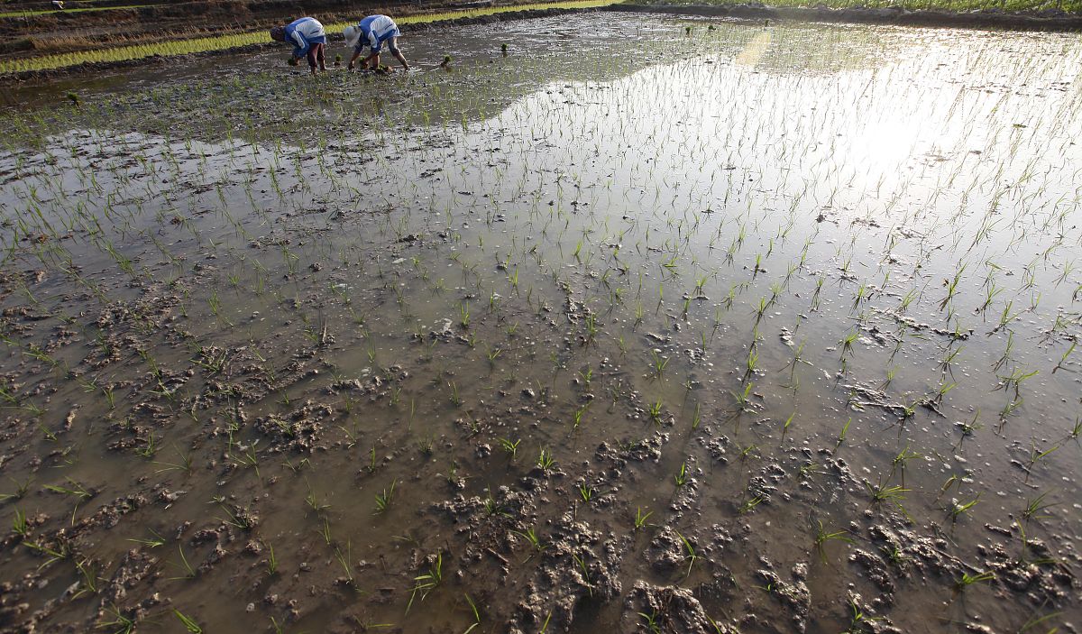 小龙虾入侵：生态危机与防治措施