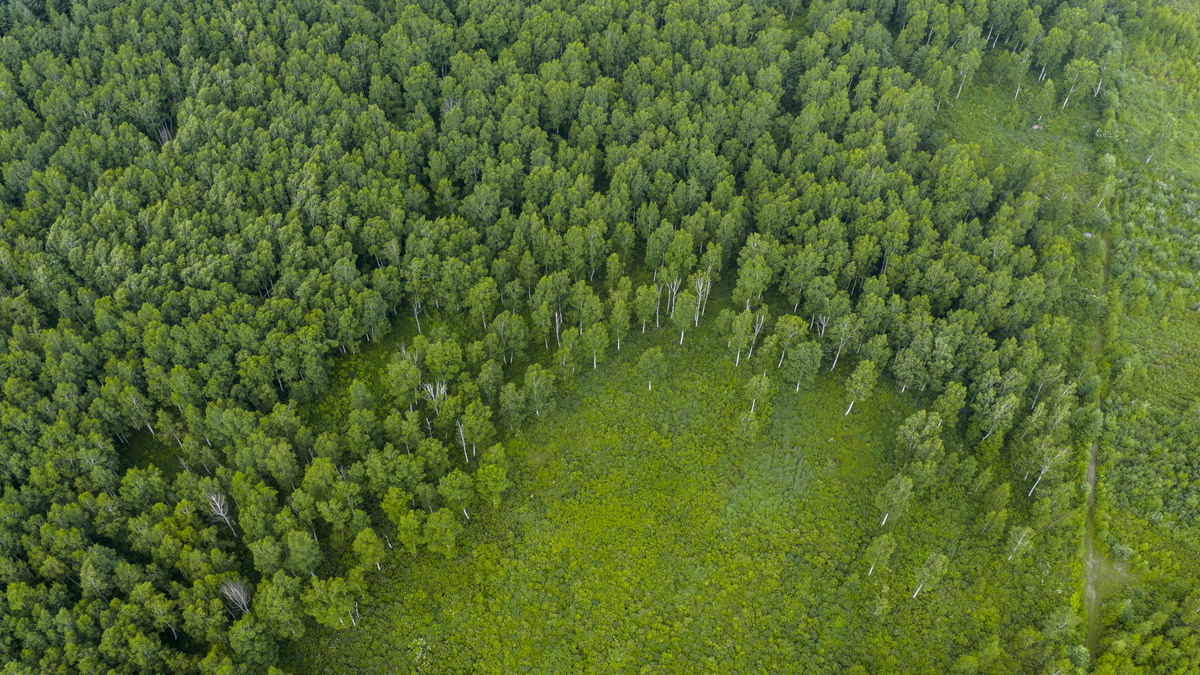 你知道什么是林保规划吗