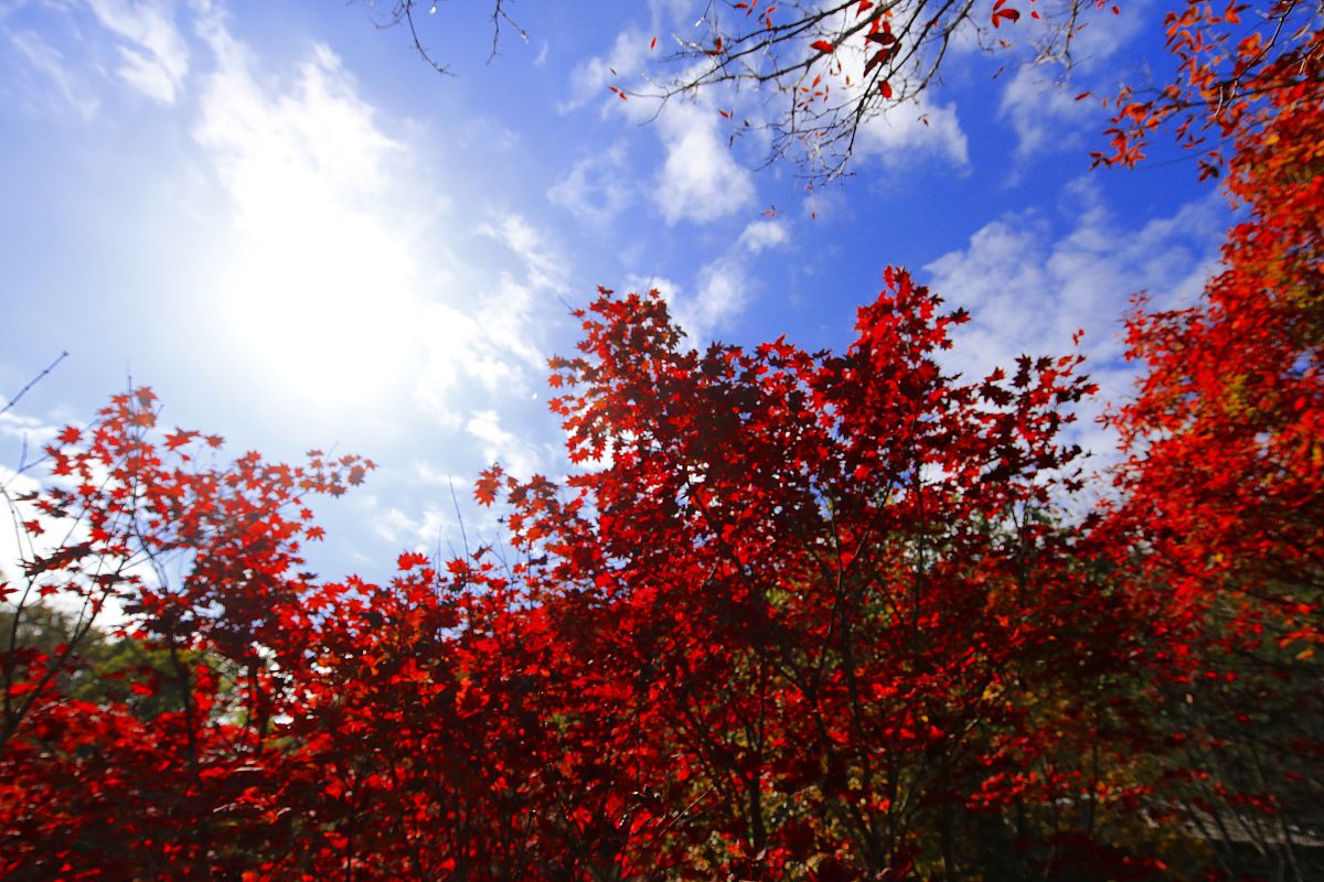2021年10月8日,辽宁本溪老边沟风景区金秋红叶美景.