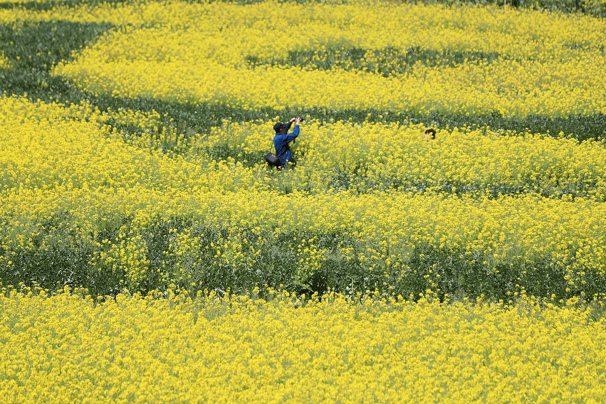 2019年3月3日,云南保山,游客在山口村的油菜花田内赏花拍照.