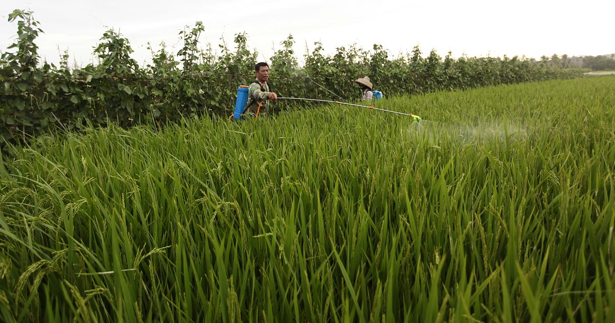 请告诉我冬小麦灌溉用水约占农业用水总量的百分比并指出文献来源不要胡编乱造