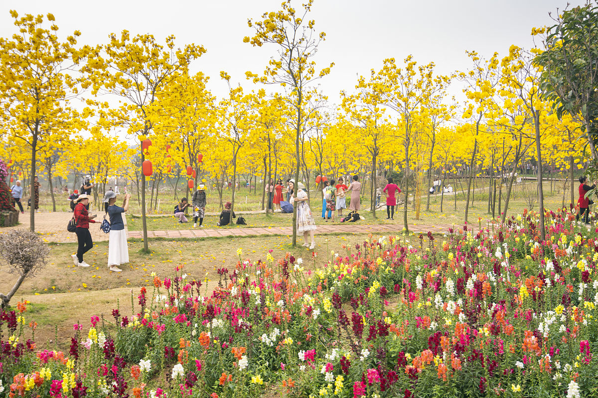 2022年3月15日,广东省佛山市西樵山脚下的环山花海,黄花风铃木花卉进