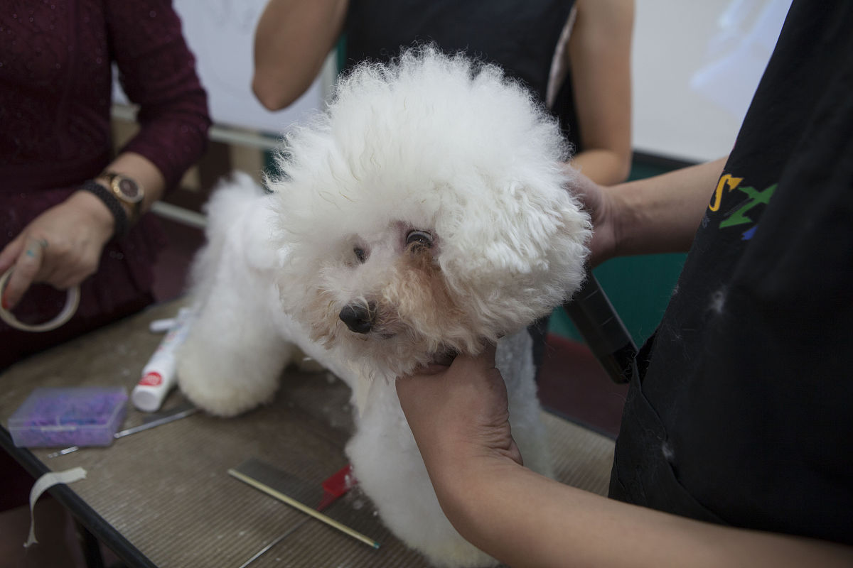 比熊裁耳：利弊分析，值得你认真考虑！