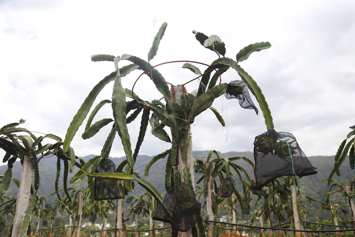 火龙果种植病虫害防治：保护植株、提高产量、守护生态