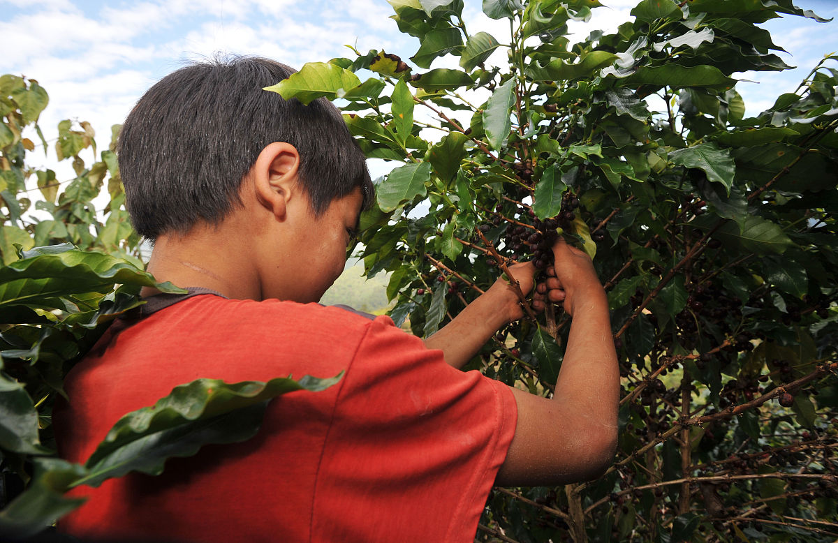 辽宁农业职业技术学院作物生产技术专业课程详解