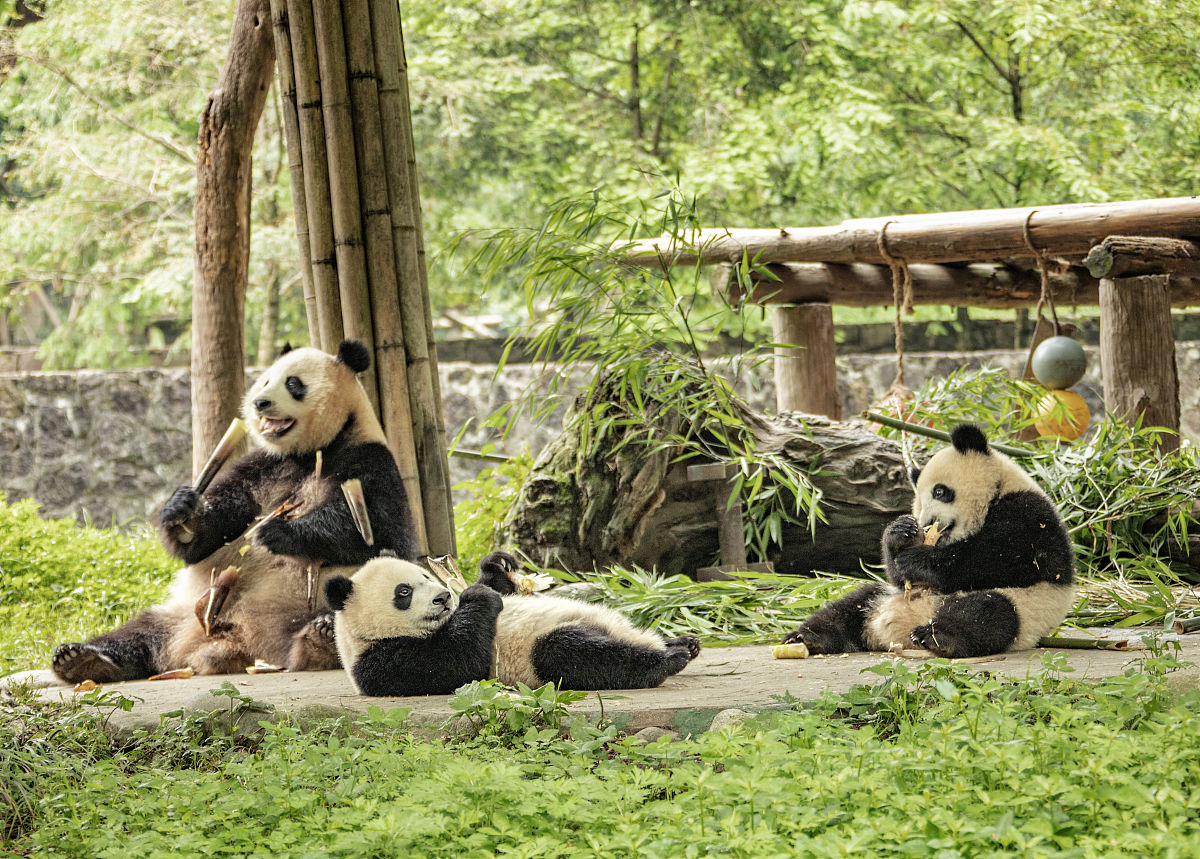 Chengdu: A Captivating City of Pandas, Cuisine & Culture