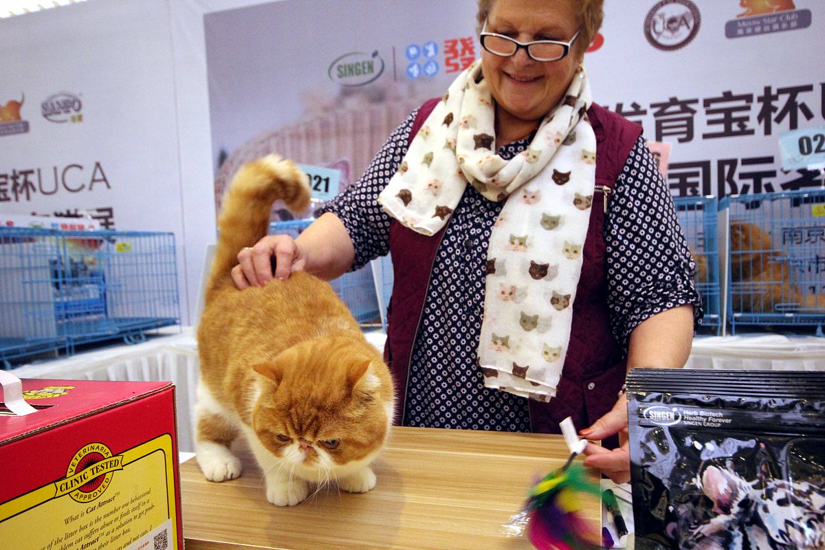 我想在大学校园里开一家萌宠店主要提供撸猫撸狗服务还有宠物出租附近只有几个小的宠物店没有什么竞争力预算15万帮我设计一个具体的策划书包括管理模式合作计划实施方案机构设置人员管理销售策略等风险预测及应对措施
