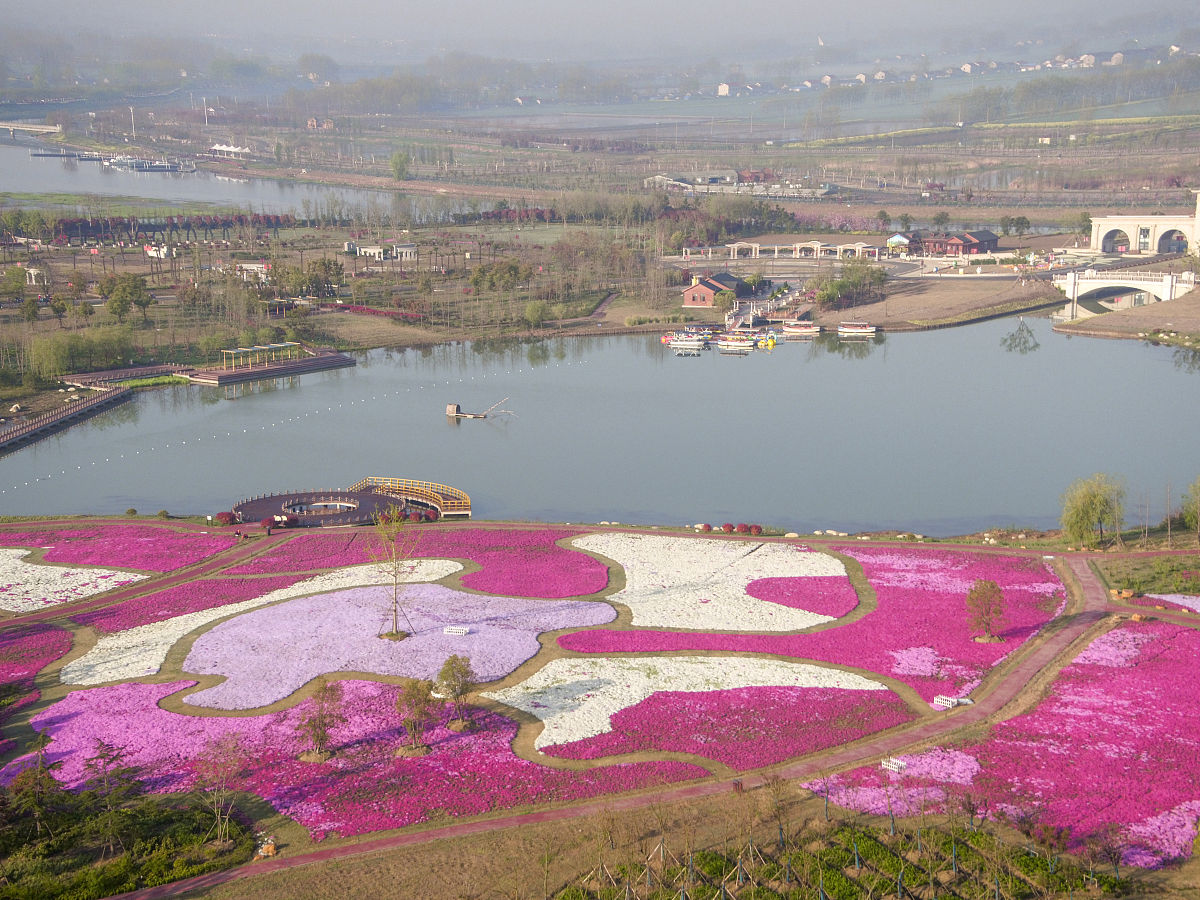 2020年4月7日,江苏淮安市白马湖"向日葵的故事"景区内芝樱迎来盛开季,
