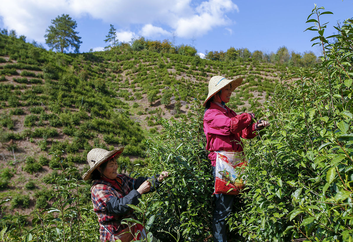 社旗、郝寨等地到信阳采茶叶务工人员，九座商务车队承接包车