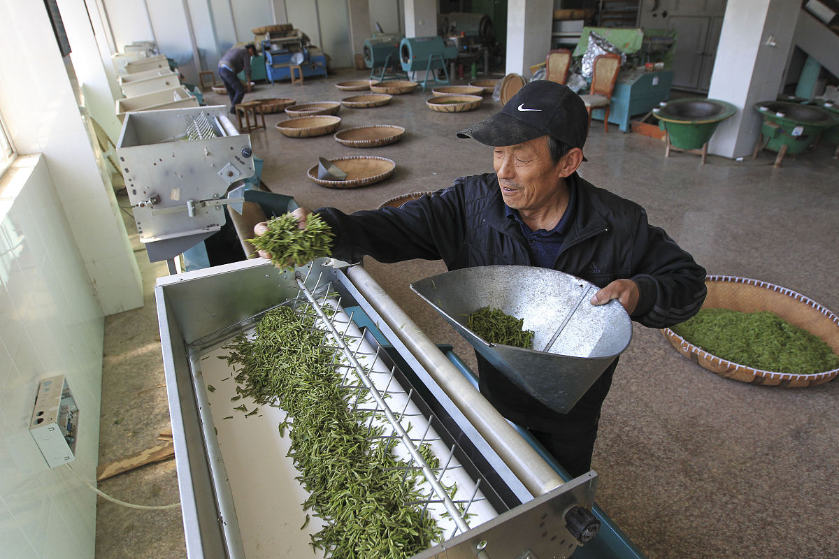 黎平中等职业技术学校茶叶生产与加工专业招生 - 培养茶叶行业未来人才