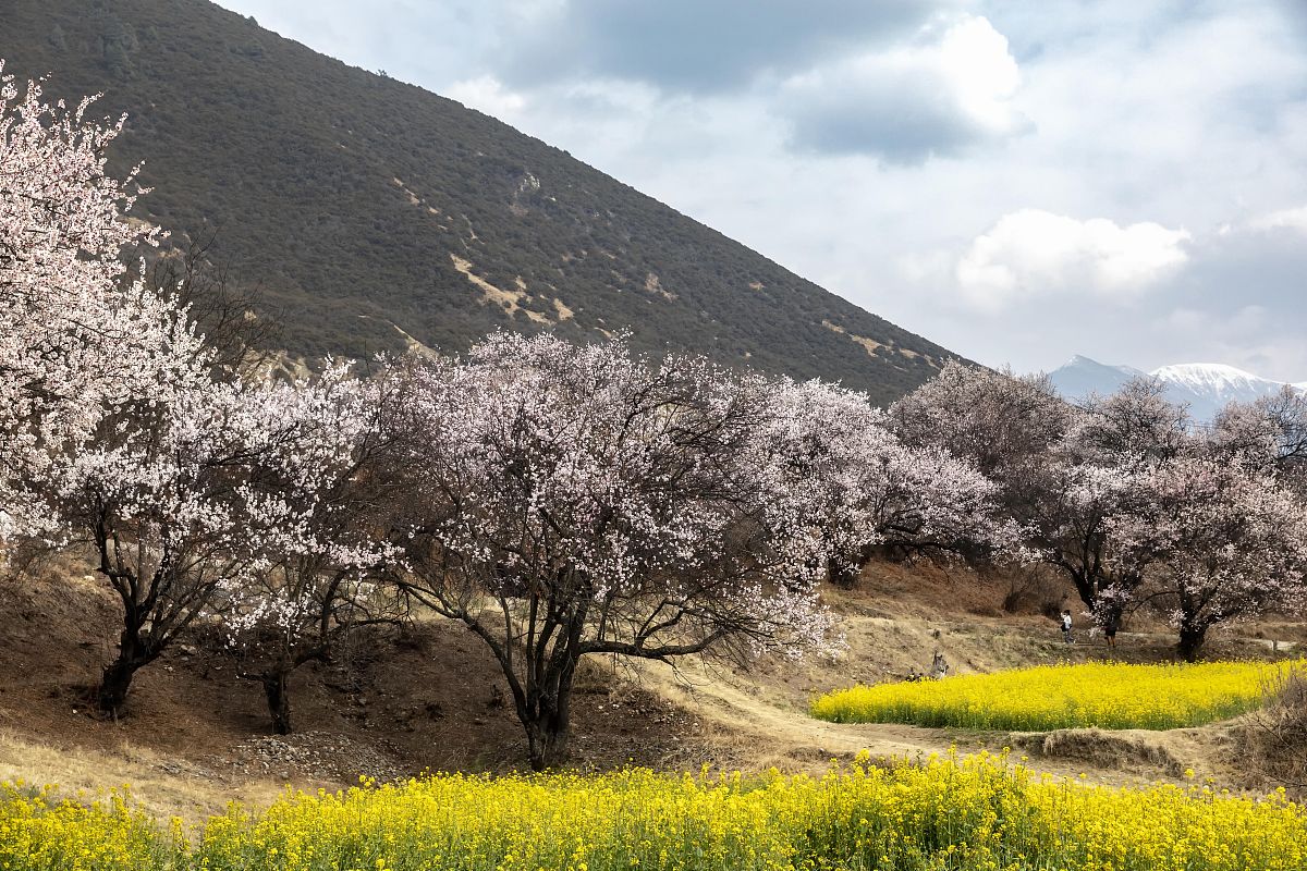 2021年3月29日,西藏林芝,嘎拉村的桃花.(如若下载使用,请务必署名:曾