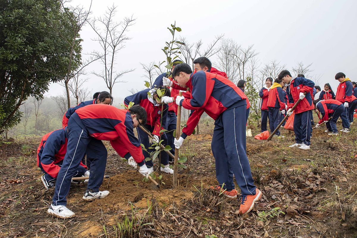 初中劳动教育案例：植树活动，培养学生动手能力和团队精神