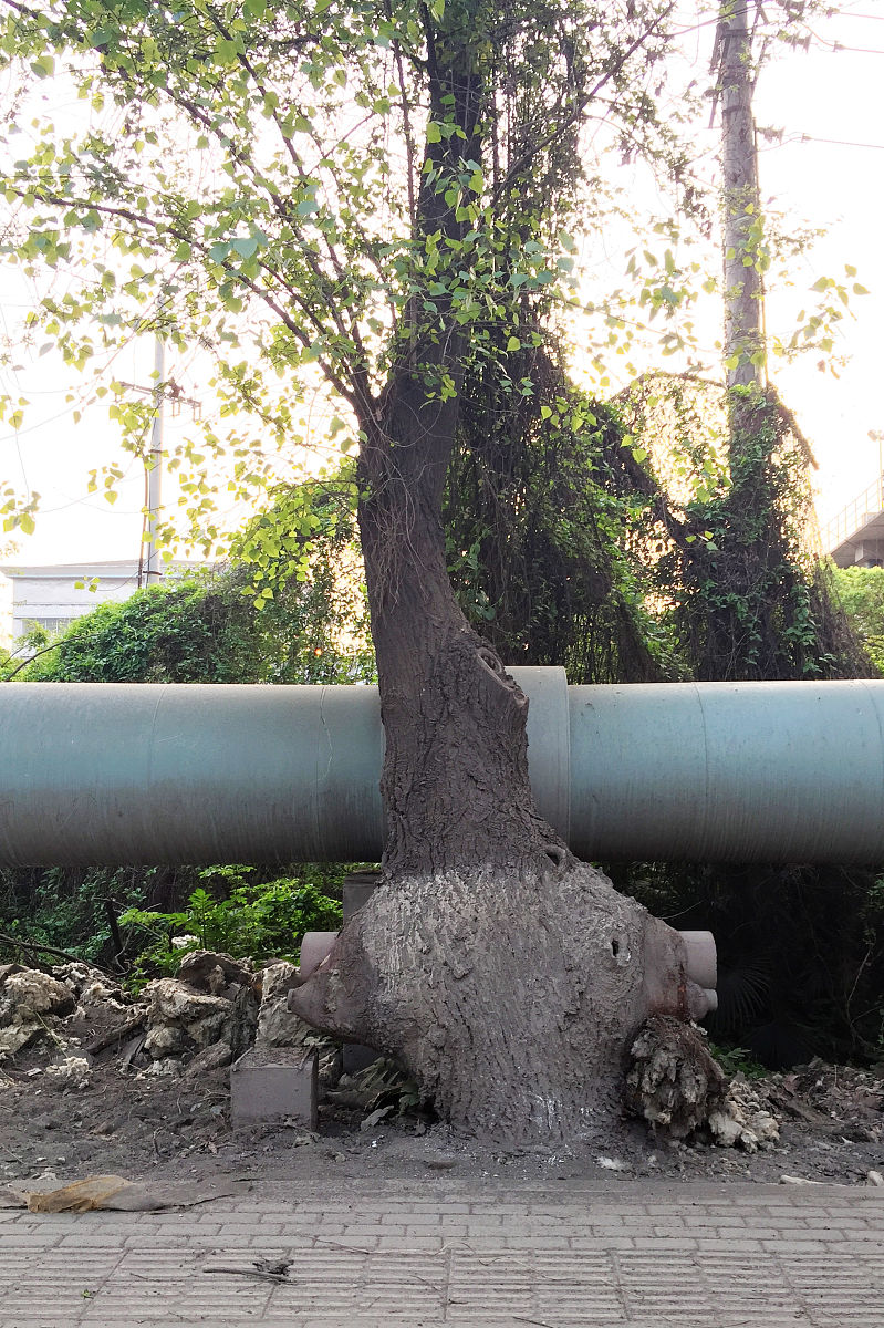写一篇关于大树移植进城可以改善生态环境以香樟树为例进行论述。